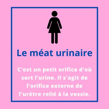 photo méat urinaire femme|Urètre de femme adulte